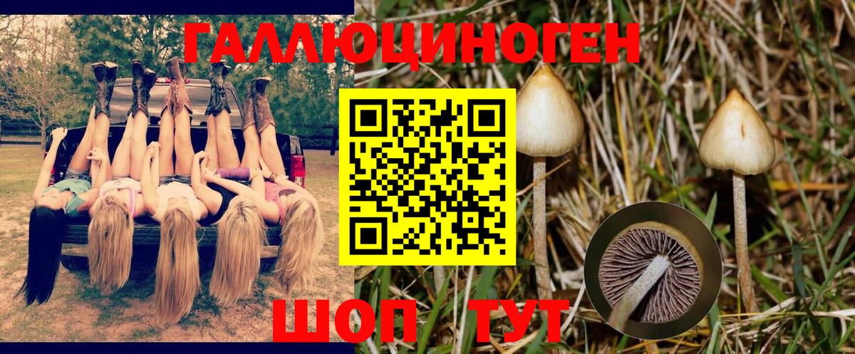 Галлюциногенные грибы Psilocybine cubensis  где можно купить   Мурино  Галлюциногенные грибы Cubensis  Вход с VPN 